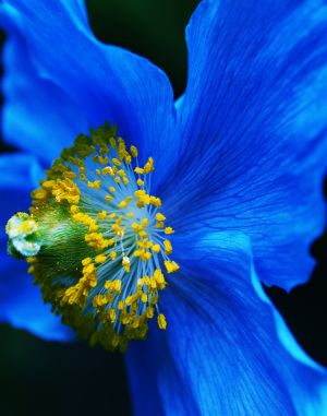c61-Blue Poppy.jpg